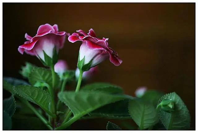 花期長好養(yǎng)的室內(nèi)花卉_室內(nèi)花期長好看又好養(yǎng)的花_花期長的室內(nèi)