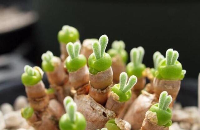 植物多肉長得大怎么回事_植物多肉長得大怎么辦_長得最大的多肉植物