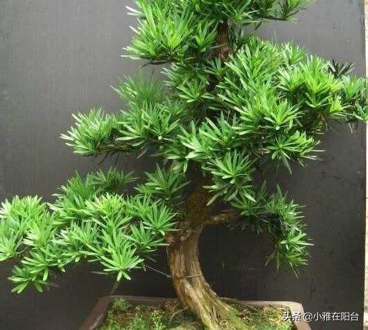 易客廳養(yǎng)活綠植有什么好處_客廳易養(yǎng)易活的綠植有哪些_客廳易養(yǎng)植物