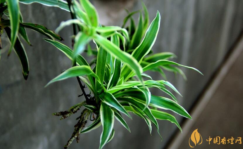 室內干燥養(yǎng)什么植物最好_干燥的室內養(yǎng)什么植物_干燥室內養(yǎng)植物好嗎