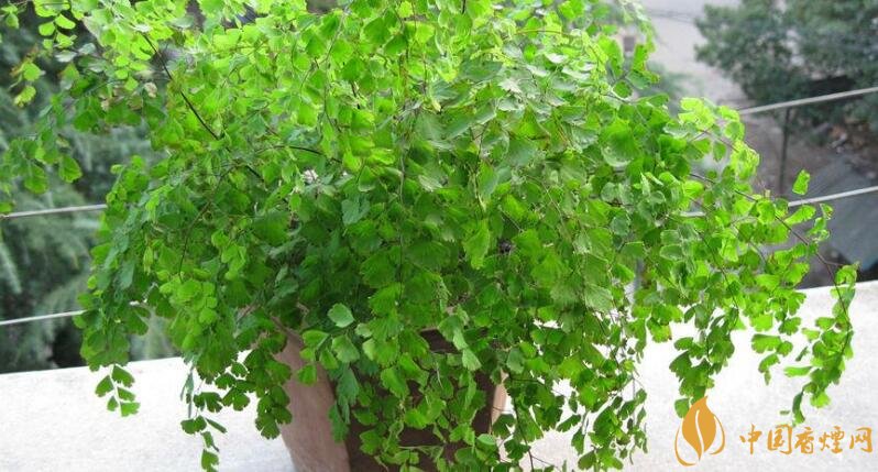 干燥的室內養(yǎng)什么植物_干燥室內養(yǎng)植物好嗎_室內干燥養(yǎng)什么植物最好