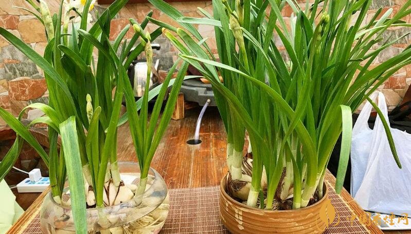 室內干燥養(yǎng)什么植物最好_干燥室內養(yǎng)植物好嗎_干燥的室內養(yǎng)什么植物