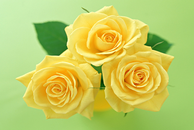 生日送花祝福語朋友_朋友生日送花送幾朵_生日送花給朋友