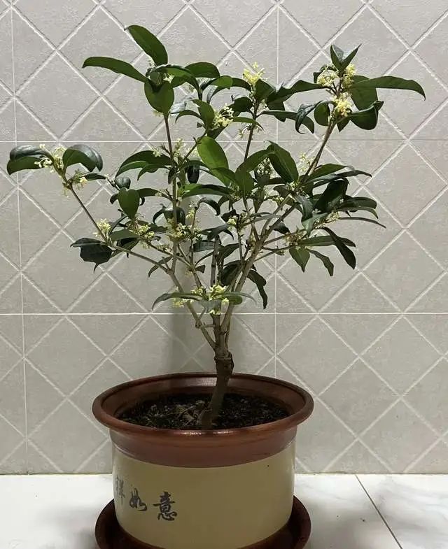 室內養綠植的好處_室內養綠植有什么好處_好處室內養綠植的句子