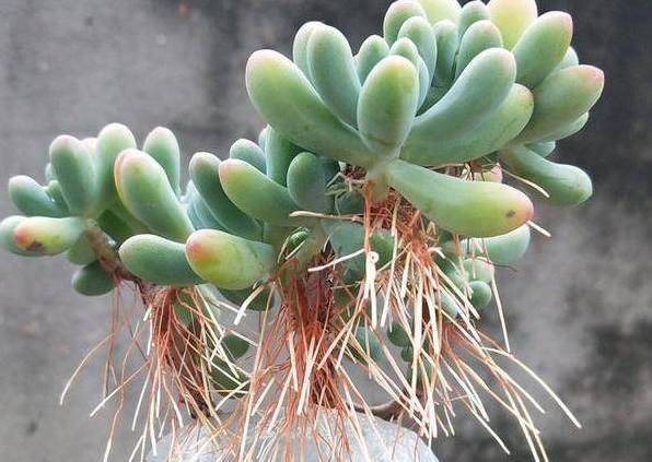 多肉植物緋花玉_玉多肉怎么養(yǎng)_多肉花紋玉