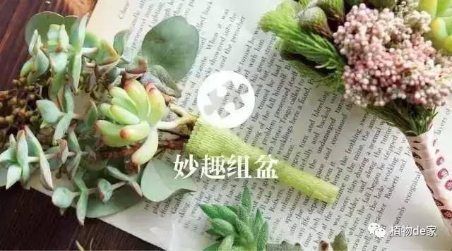 一種植物多肉_種植物多肉的花盆和那些大彩鋼_種植物多肉的觀察日記