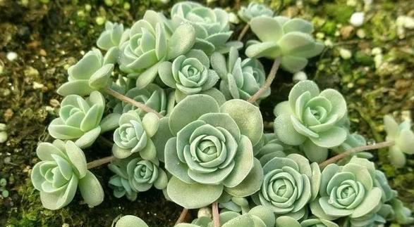 植物多肉100字作文_植物多肉的圖片_多肉植物100