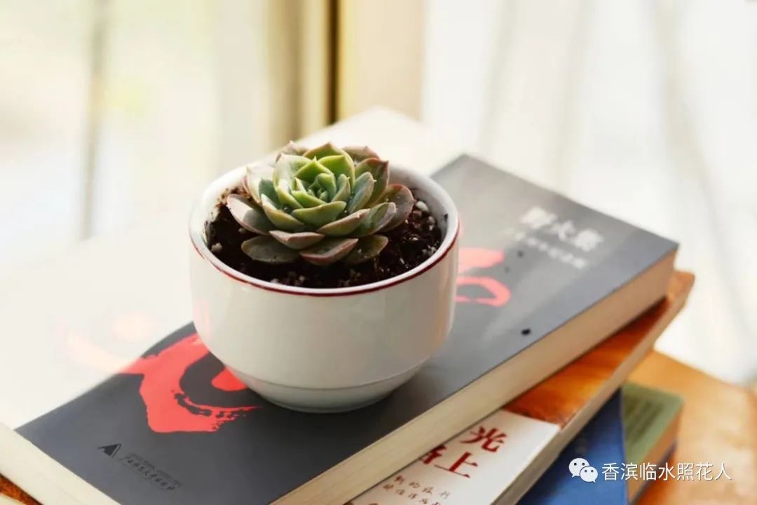 多肉植物樣子介紹_多肉植物是什么樣子的_多肉這種植物長什么樣子
