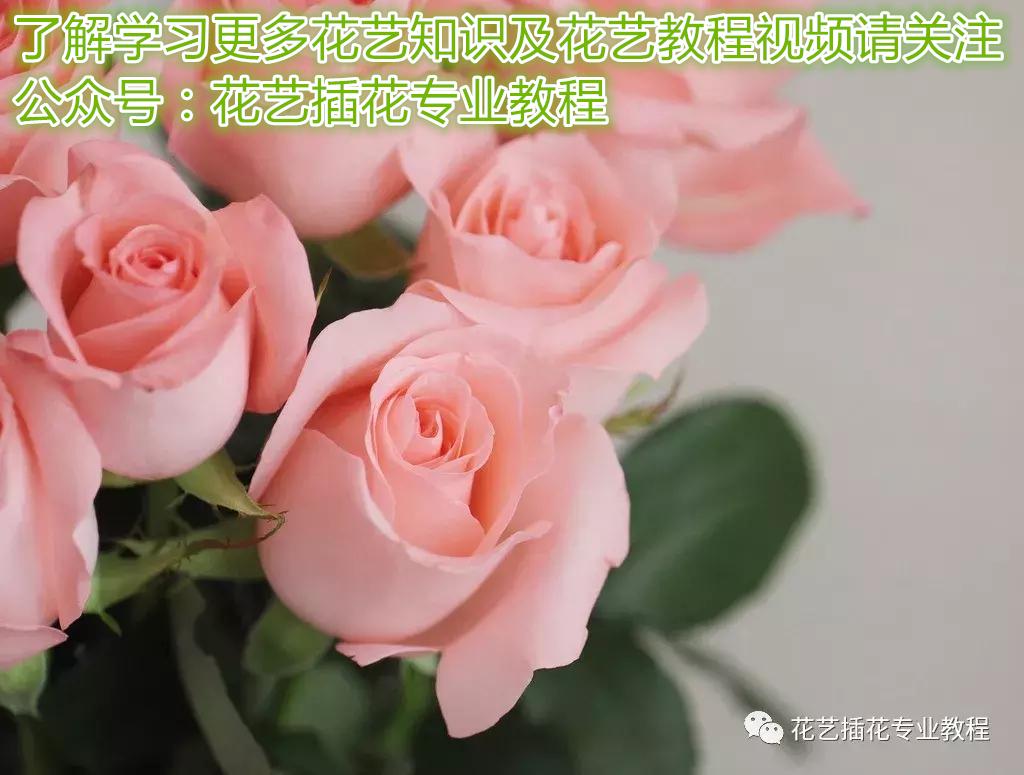 表白玫瑰花送什么顏色_表白送白色玫瑰_送表白玫瑰顏色花束可以嗎