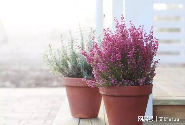 能過冬的室內耐寒綠植_十大耐寒綠植_什么綠植耐寒