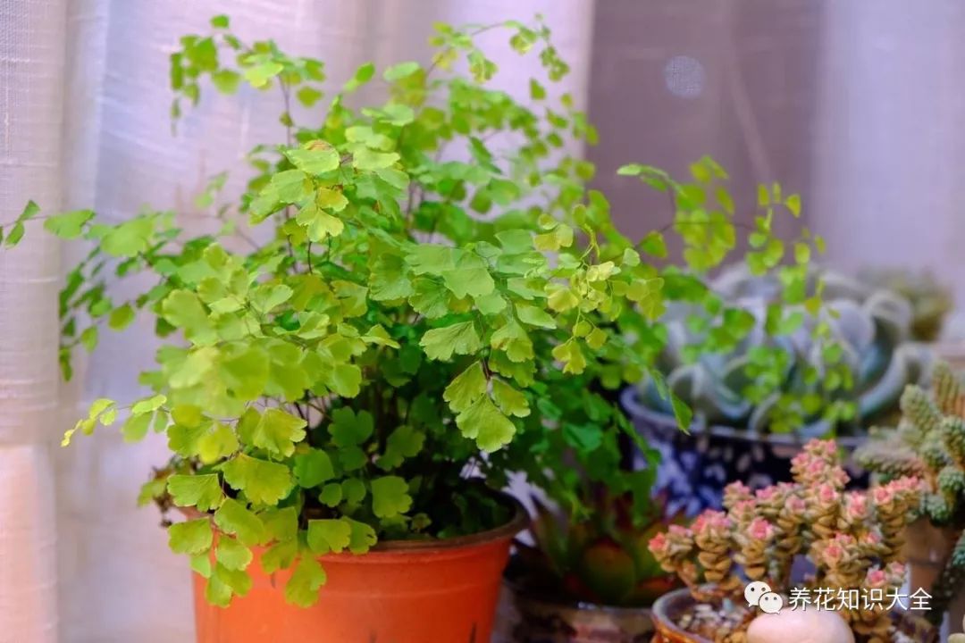 客廳綠植耐寒養什么植物_耐陰耐寒的客廳綠植_客廳耐寒綠植耐陰還是耐熱