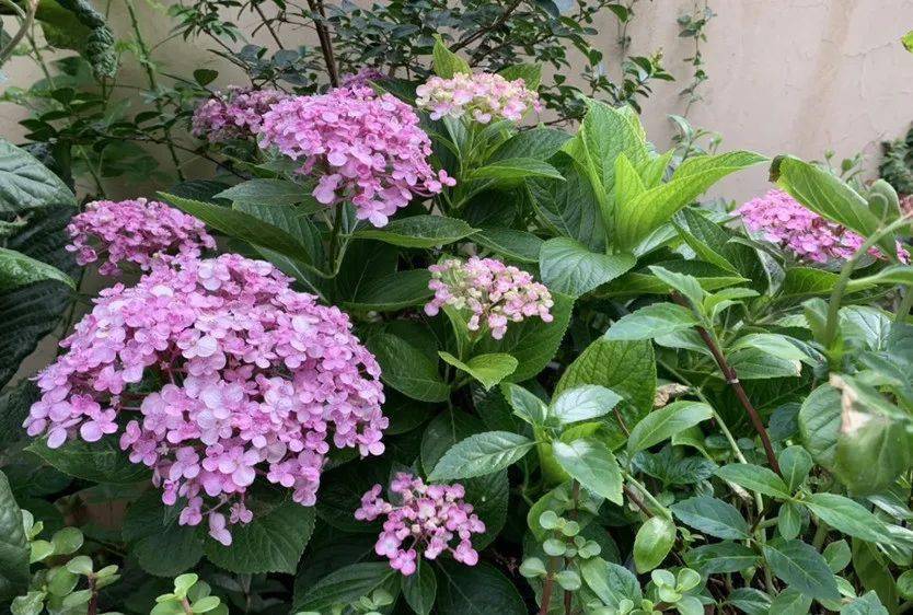 陽臺養(yǎng)植物適合朝北還是朝南_陽臺朝北養(yǎng)什么植物好_朝北的陽臺適合養(yǎng)什么植物