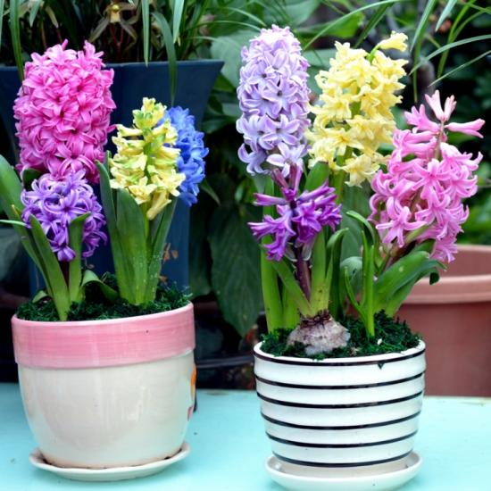 幾月買(mǎi)花好養(yǎng)_11月份適合養(yǎng)什么花_月份什么花