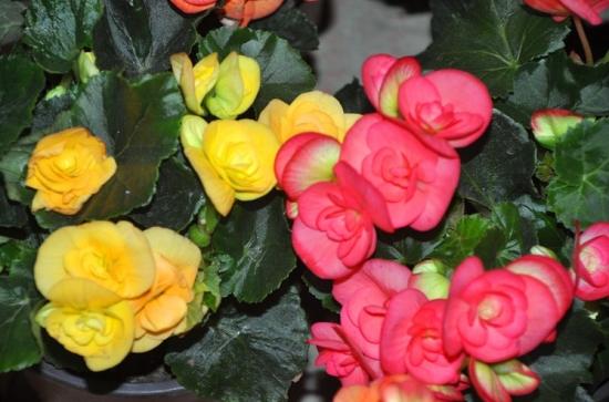 月份什么花_11月份適合養(yǎng)什么花_幾月買(mǎi)花好養(yǎng)