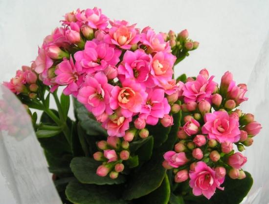 幾月買(mǎi)花好養(yǎng)_11月份適合養(yǎng)什么花_月份什么花