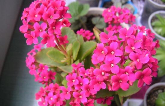 11月份適合養(yǎng)什么花_幾月買(mǎi)花好養(yǎng)_月份什么花