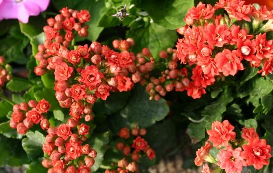 11月份適合養(yǎng)什么花_幾月買(mǎi)花好養(yǎng)_月份什么花