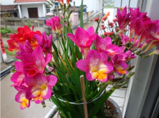 11月份適合養(yǎng)什么花_幾月買(mǎi)花好養(yǎng)_月份什么花
