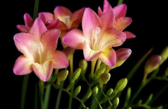 月份什么花_11月份適合養(yǎng)什么花_幾月買(mǎi)花好養(yǎng)