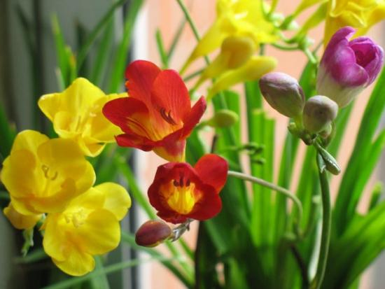 幾月買(mǎi)花好養(yǎng)_11月份適合養(yǎng)什么花_月份什么花