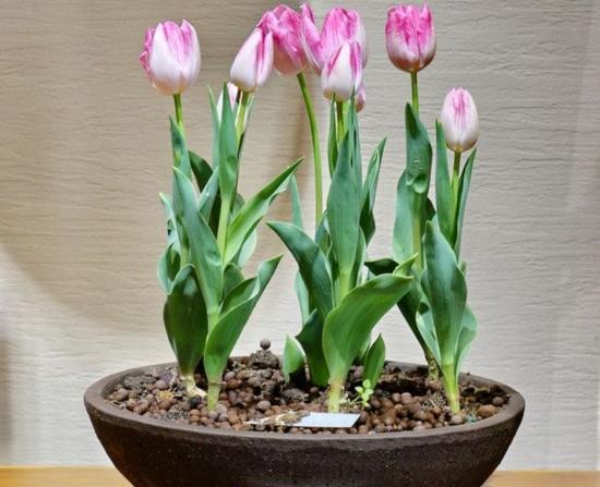 11月份適合養(yǎng)什么花_幾月買(mǎi)花好養(yǎng)_月份什么花