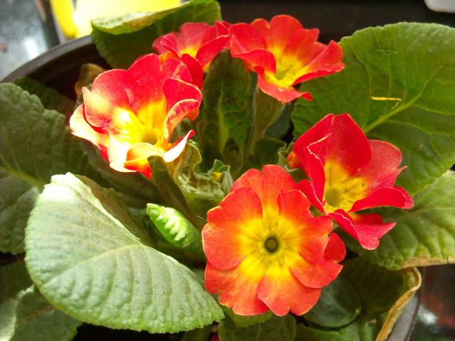 幾月買(mǎi)花好養(yǎng)_11月份適合養(yǎng)什么花_月份什么花