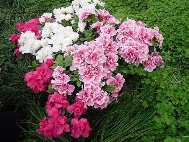 幾月買(mǎi)花好養(yǎng)_11月份適合養(yǎng)什么花_月份什么花