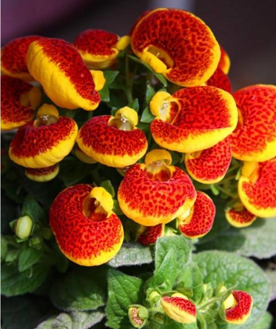 11月份適合養(yǎng)什么花_月份什么花_幾月買(mǎi)花好養(yǎng)