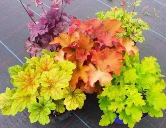 月份什么花_幾月買(mǎi)花好養(yǎng)_11月份適合養(yǎng)什么花