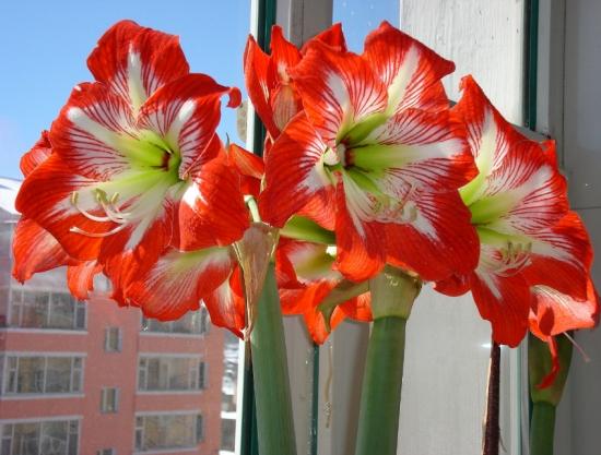 11月份適合養(yǎng)什么花_月份什么花_幾月買(mǎi)花好養(yǎng)