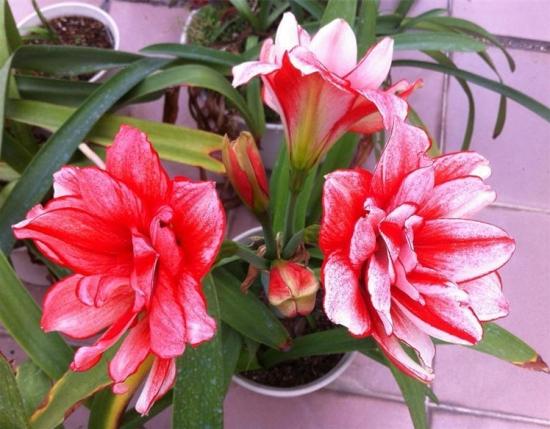 11月份適合養(yǎng)什么花_月份什么花_幾月買(mǎi)花好養(yǎng)