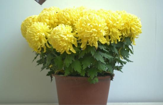 幾月買(mǎi)花好養(yǎng)_11月份適合養(yǎng)什么花_月份什么花