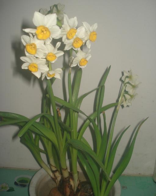 11月份適合養(yǎng)什么花_幾月買(mǎi)花好養(yǎng)_月份什么花