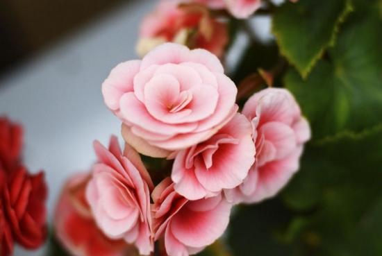 幾月買(mǎi)花好養(yǎng)_月份什么花_11月份適合養(yǎng)什么花