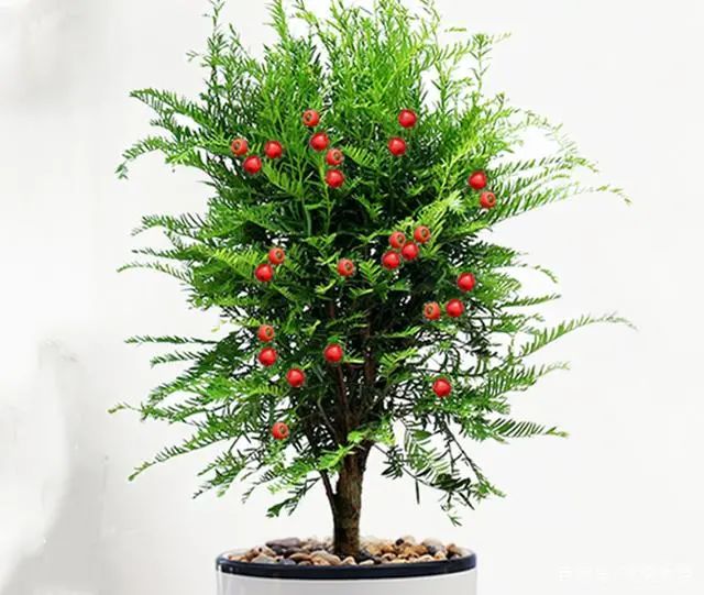 適合在家養的綠植_在家養綠植適合放什么_在家養綠植對身體有好處嗎