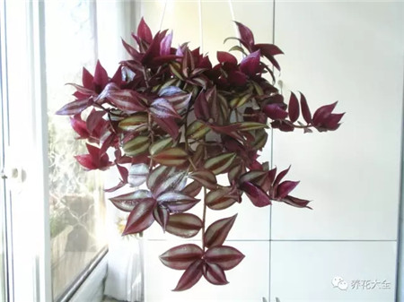 不見光的室內適合養的花_室內適合養什么花招財_室內養適合見花的花盆