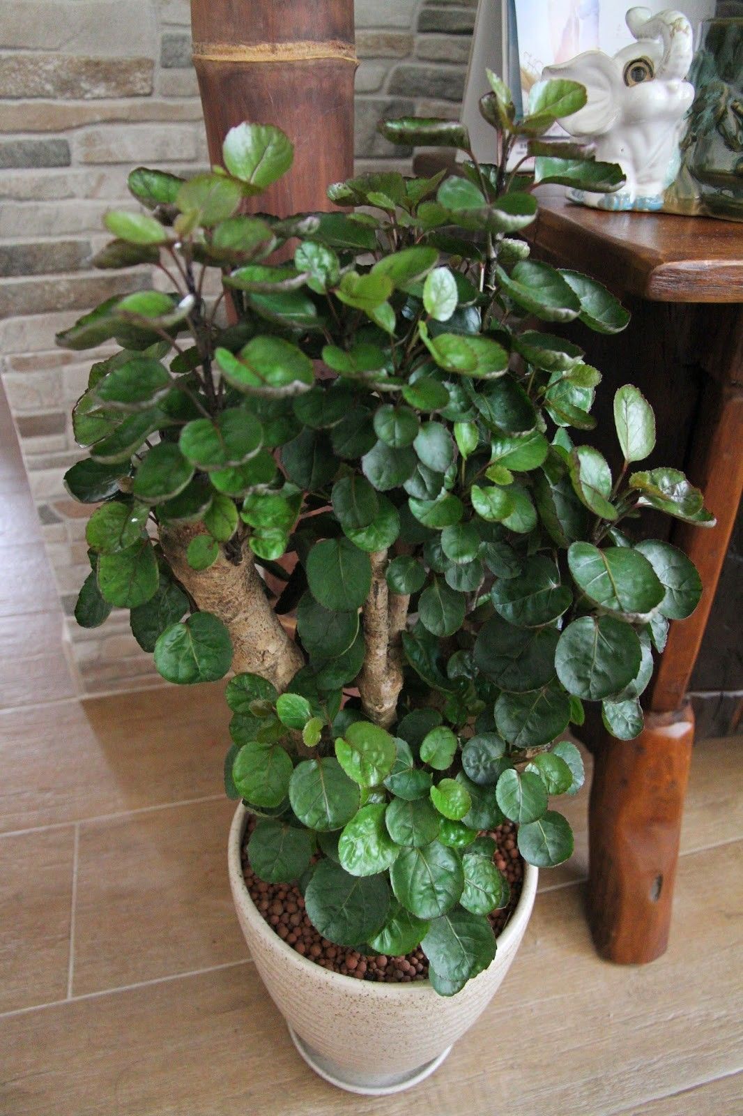 客廳養(yǎng)大型綠植適合什么花_適合養(yǎng)在客廳的大型綠植_客廳養(yǎng)大型綠植適合什么花盆