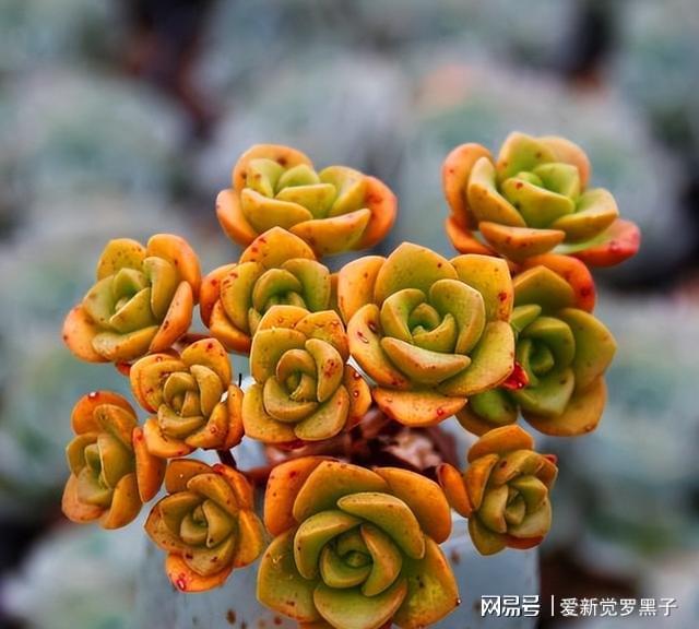 多肉阿倫培用什么土_阿倫培多肉好養嗎_多肉植物阿倫培好養嗎