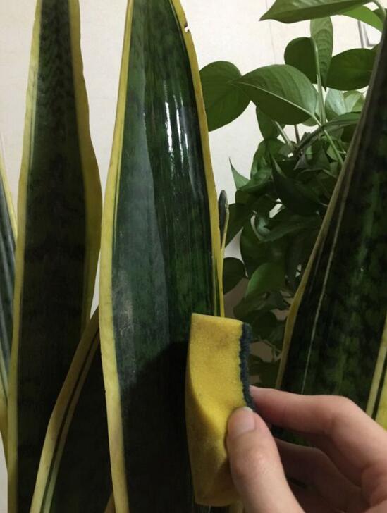 養綠植適合家里養的植物_家里適合養哪些綠植_養綠植適合家里養嗎