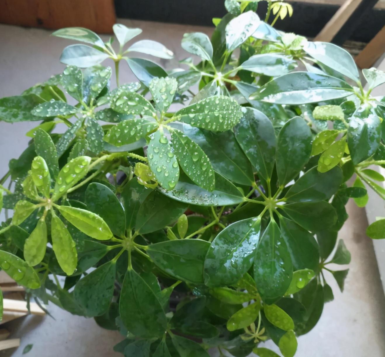 家里適合養哪些綠植_養綠植適合家里養的植物_養綠植適合家里養嗎