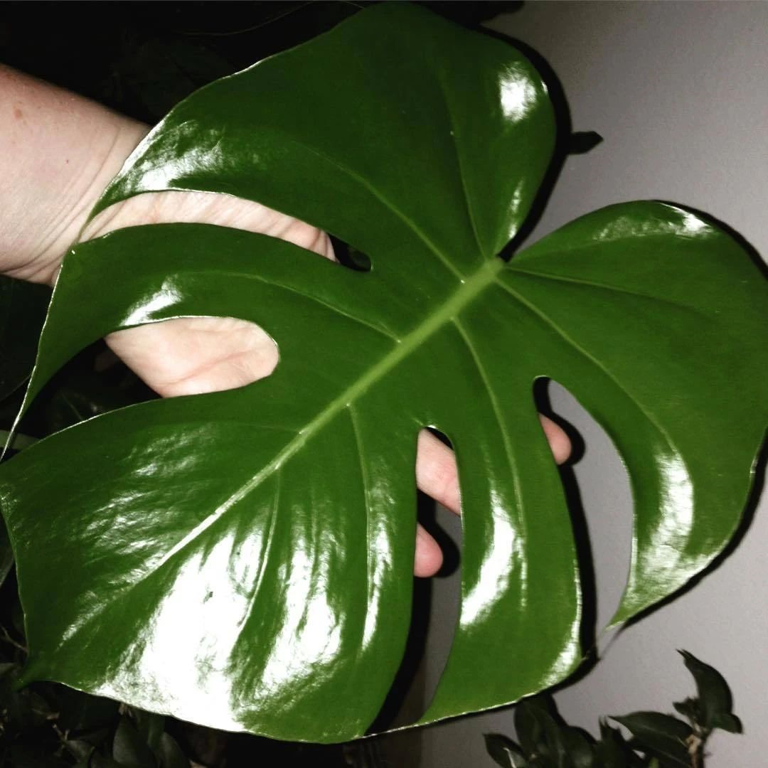 養綠植適合家里養嗎_家里適合養哪些綠植_養綠植適合家里養的植物