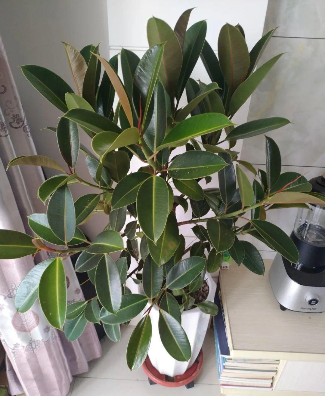 家里適合養哪些綠植_養綠植適合家里養的植物_養綠植適合家里養嗎