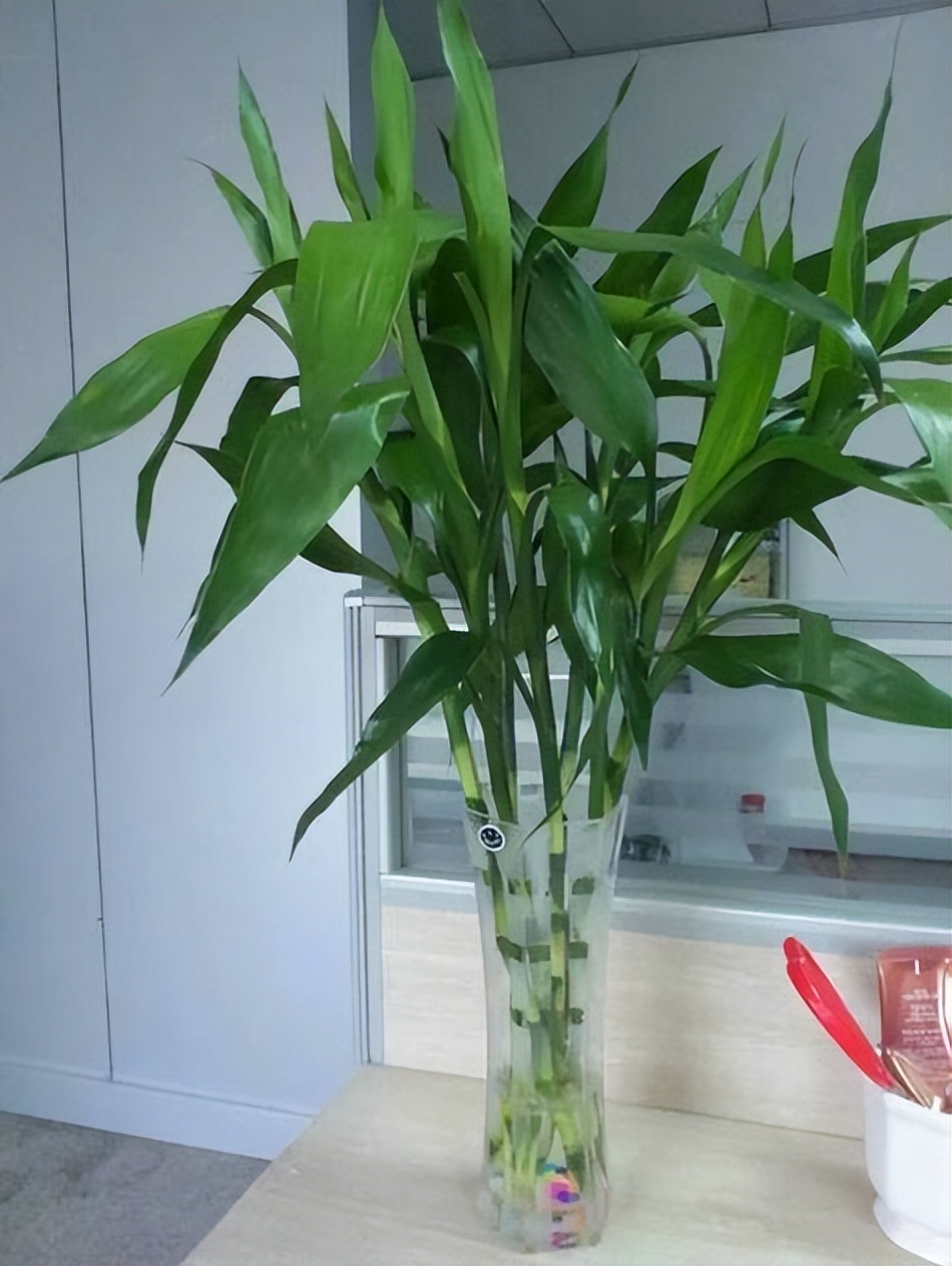 適合居家種植的3種綠植，擺在家里清新有活力，值得擁有