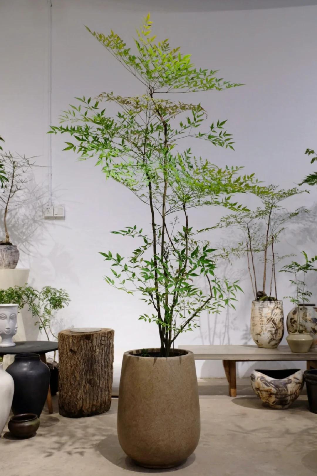 客廳養綠植適合有什么植物_適合在客廳養的綠植有哪些_客廳養綠植適合有什么花