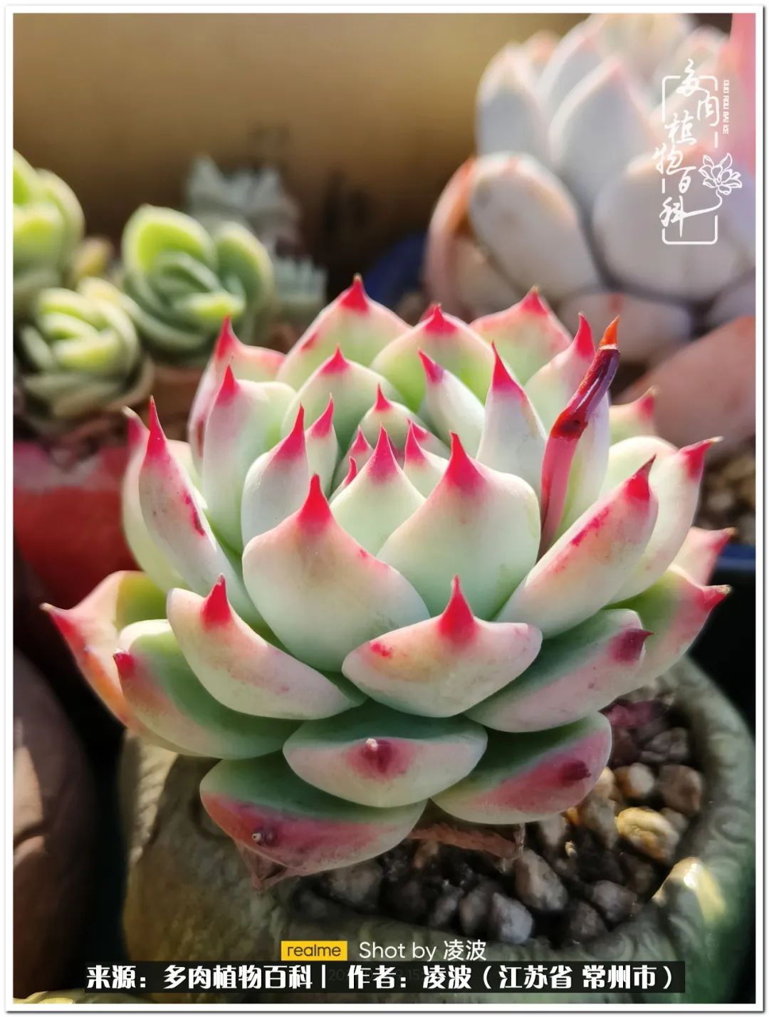 包郵區(qū)多肉的美好春色，愿我們在這個深坑里永遠(yuǎn)快樂