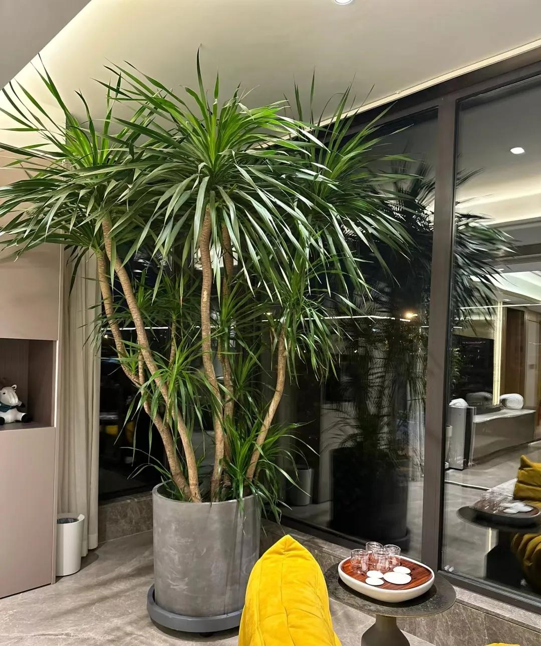 客廳綠植如何擺放_(tái)客廳裝飾綠植_客廳裝飾植物