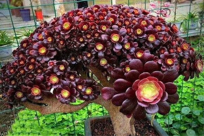 紫羊絨多肉的繁殖方法_養殖紫多肉羊絨方法圖解_紫羊絨多肉的養殖方法