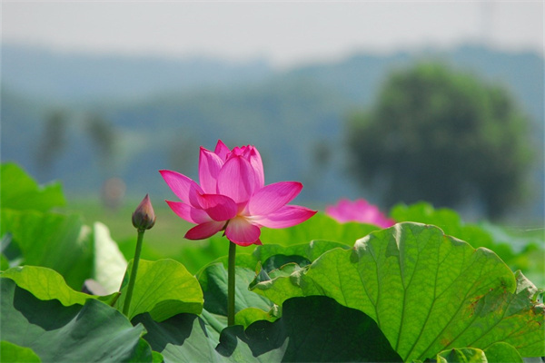 蘆薈開什么顏色的花(蘆薈開幾種顏色的花)