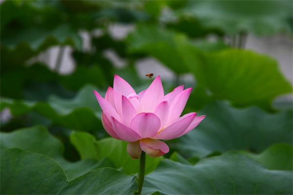 長(zhǎng)壽花紫水晶是什么品種的長(zhǎng)壽花(長(zhǎng)壽花紫色好看的品種)