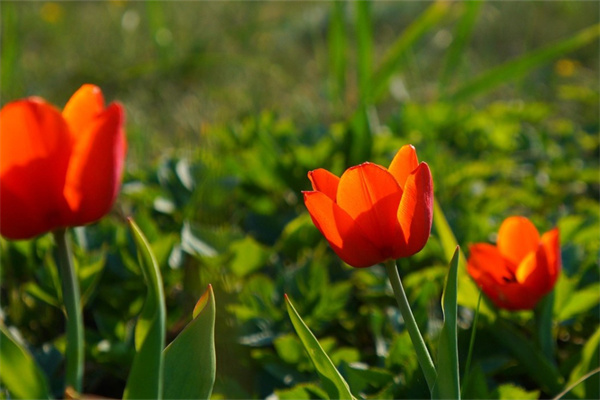 冬季家庭養(yǎng)花(冬季室內養(yǎng)花要注意什么)